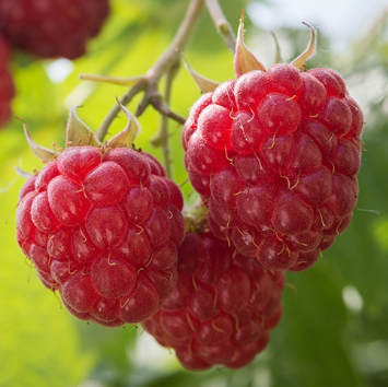 Raspberry